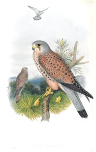Tinnunculus Alaudarius