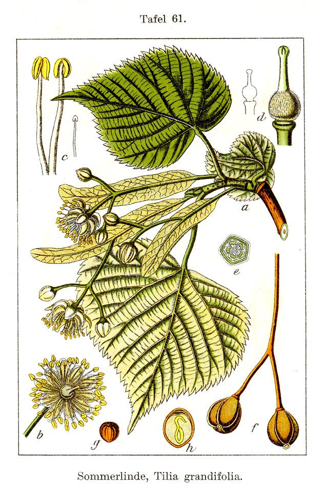 Tilia platyphyllos Sturm61