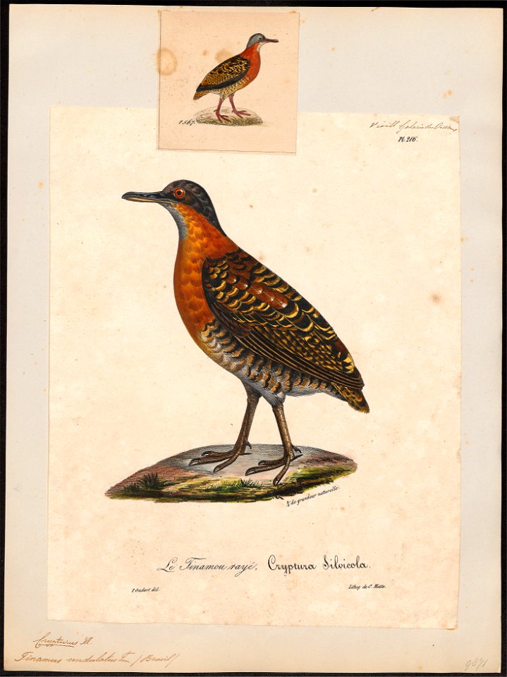 Tinamus undulatus - 1825-1834 - Print - Iconographia Zoologica - Special Collections University of Amsterdam - UBA01 IZ18900227