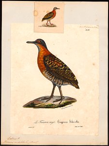 Tinamus undulatus - 1825-1834 - Print - Iconographia Zoologica - Special Collections University of Amsterdam - UBA01 IZ18900227