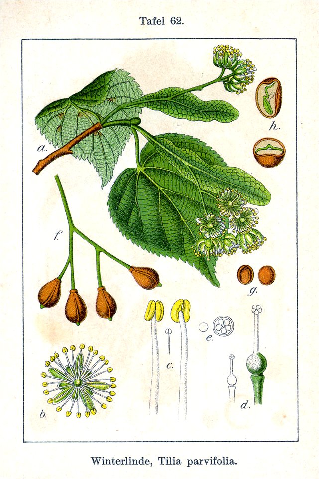 Tilia cordata Sturm62