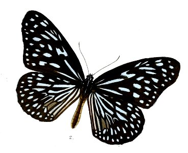 TirumalaSeptentrionisM 7 2
