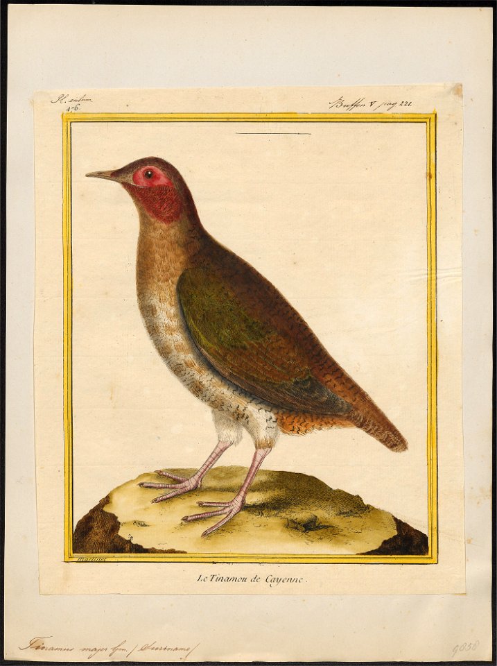 Tinamus major - 1700-1880 - Print - Iconographia Zoologica - Special Collections University of Amsterdam - UBA01 IZ18900215