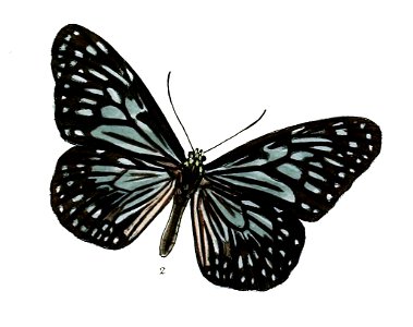 TirumalaGautamoidesM 6 2
