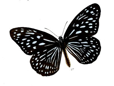 TirumalaSeptentrionisF 7 2a