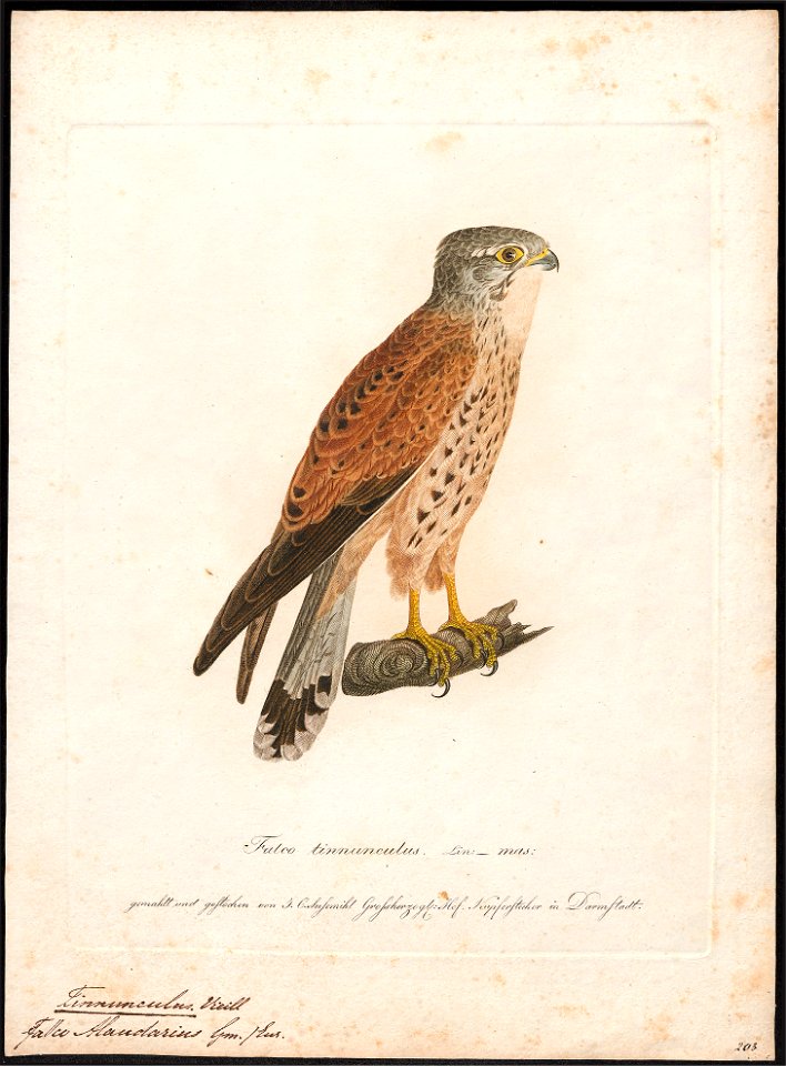 Tinnunculus alaudarius - 1800-1812 - Print - Iconographia Zoologica - Special Collections University of Amsterdam - UBA01 IZ18200081