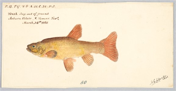 Tinca tinca by Frank Edward Clarke
