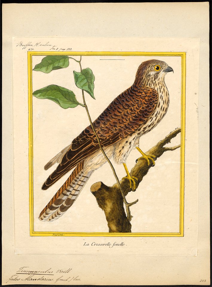 Tinnunculus alaudarius - 1700-1880 - Print - Iconographia Zoologica - Special Collections University of Amsterdam - UBA01 IZ18200233