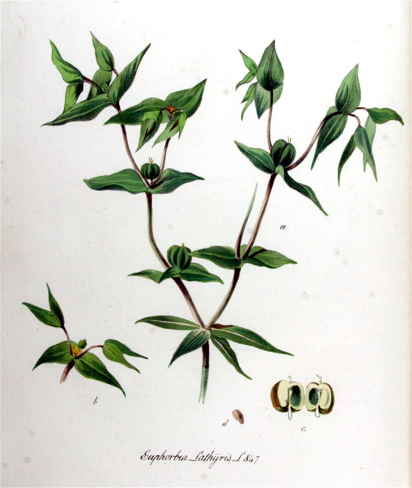 Tithymalus lathyris — Flora Batava — Volume v11