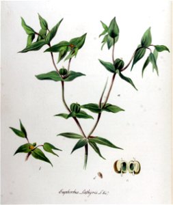 Tithymalus lathyris — Flora Batava — Volume v11