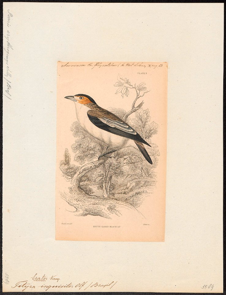 Tityra inquisitor - 1838 - Print - Iconographia Zoologica - Special Collections University of Amsterdam - UBA01 IZ16600035