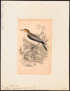 Tityra inquisitor - 1838 - Print - Iconographia Zoologica - Special Collections University of Amsterdam - UBA01 IZ16600035