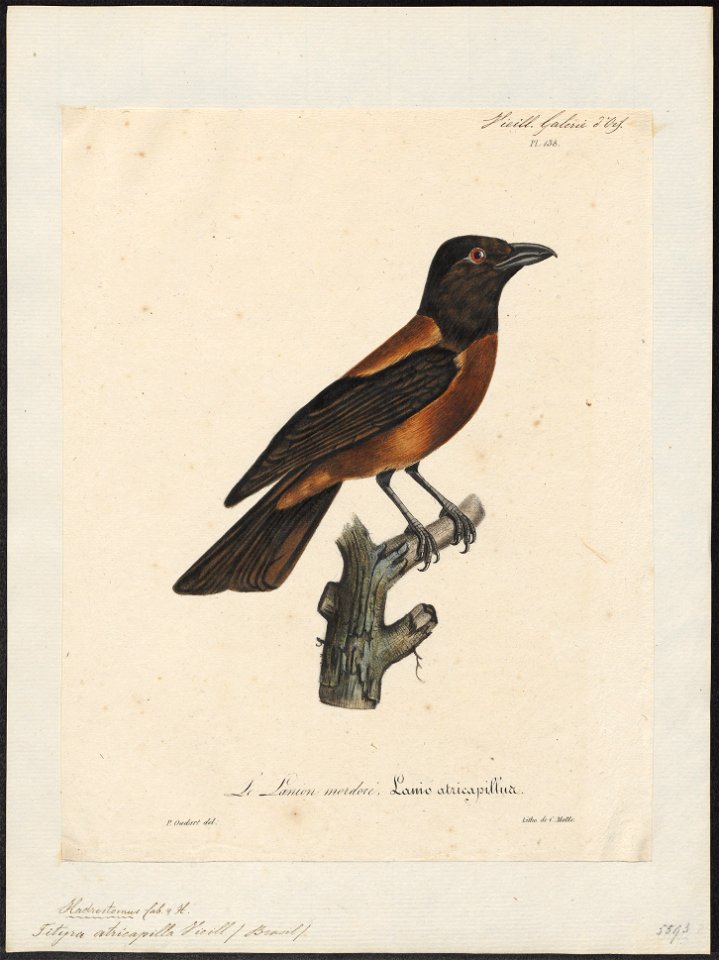 Tityra atricapilla - 1825-1834 - Print - Iconographia Zoologica - Special Collections University of Amsterdam - UBA01 IZ16600041