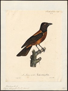 Tityra atricapilla - 1825-1834 - Print - Iconographia Zoologica - Special Collections University of Amsterdam - UBA01 IZ16600041