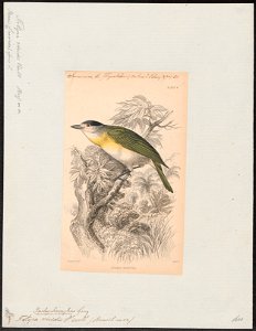 Tityra viridis - 1838 - Print - Iconographia Zoologica - Special Collections University of Amsterdam - UBA01 IZ16600043
