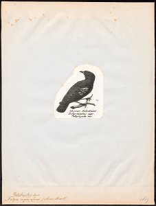 Tityra nigra - 1809-1845 - Print - Iconographia Zoologica - Special Collections University of Amsterdam - UBA01 IZ16600049