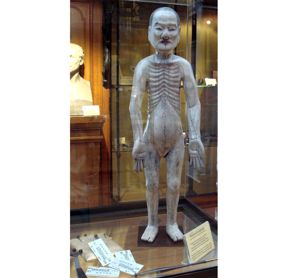 Titsingh Japanese acupuncture manequin a