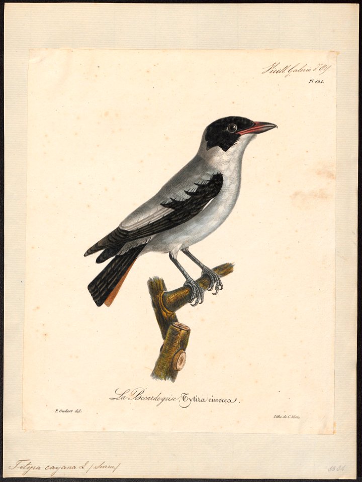 Tityra cayana - 1825-1834 - Print - Iconographia Zoologica - Special Collections University of Amsterdam - UBA01 IZ16600029