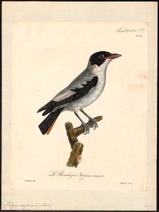 Tityra cayana - 1825-1834 - Print - Iconographia Zoologica - Special Collections University of Amsterdam - UBA01 IZ16600029