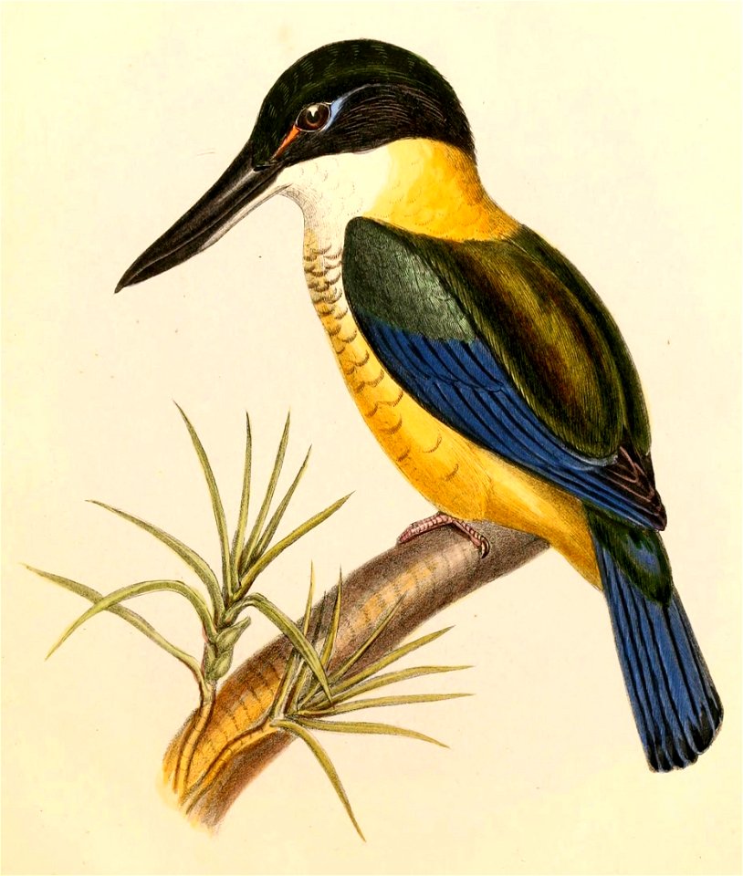 Todiramphus sanctus Hullmandel
