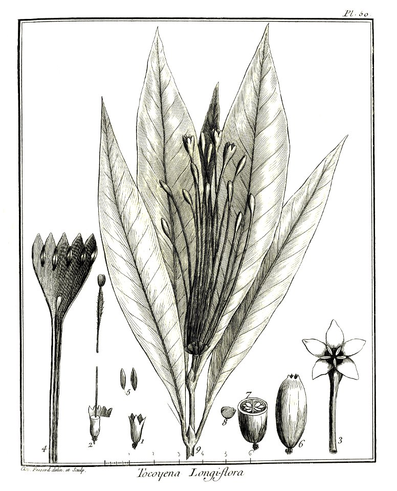 Tocoyena longiflora Aublet 1775 pl 50