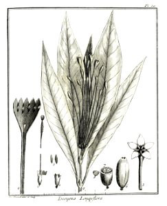 Tocoyena longiflora Aublet 1775 pl 50