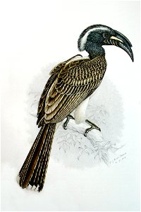 Tockus nasutus00