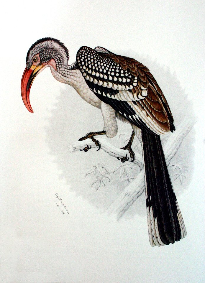 Tockus rufirostris by Finch-Davies 1918
