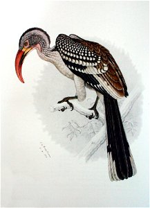 Tockus rufirostris by Finch-Davies 1918