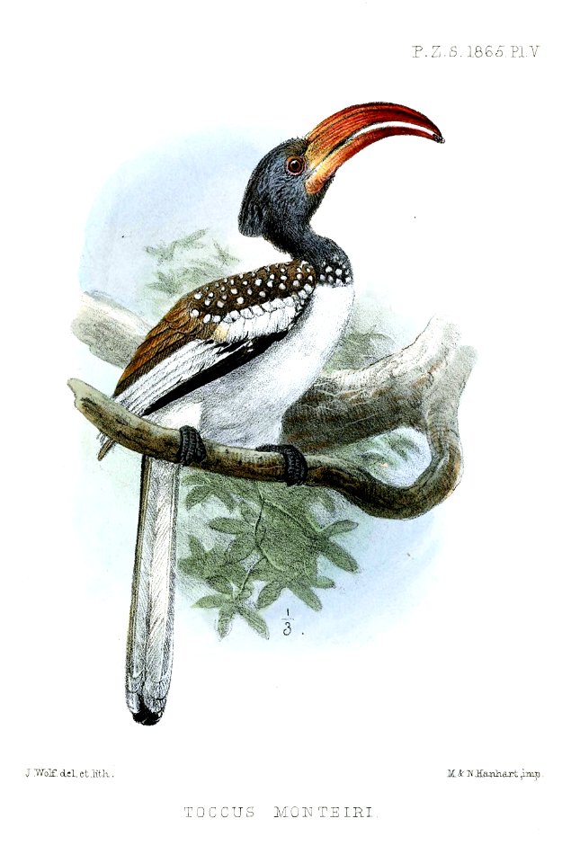 TockusMonteiriWolf