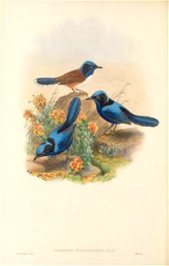 Todopsis cyanocephala - The Birds of New Guinea. Free illustration for personal and commercial use.