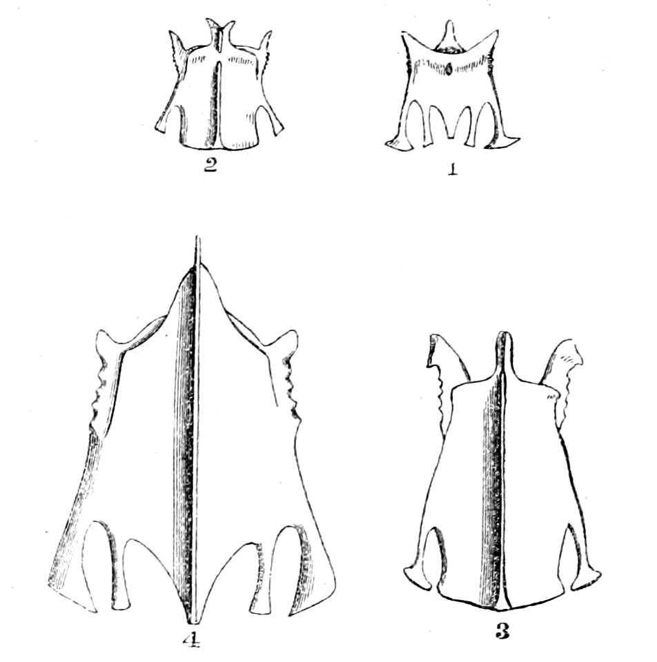 Todus, Todirostrum, Eurylaimus & Coracias sterna 1872