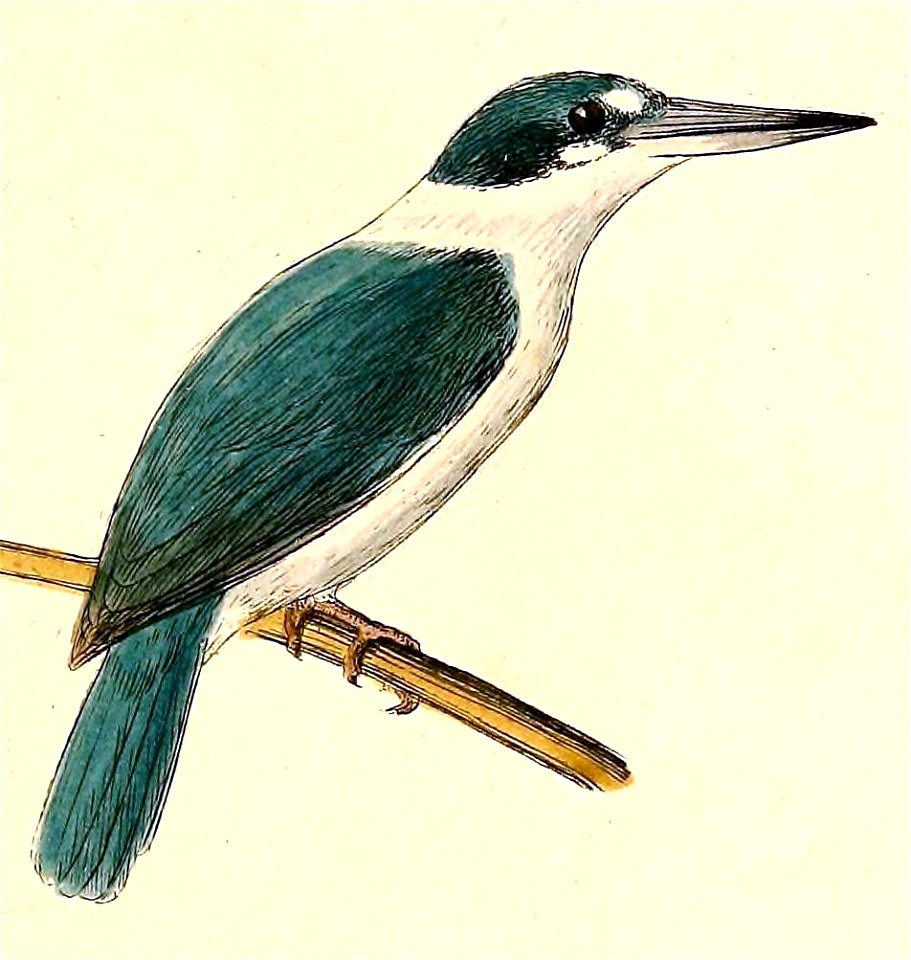 Todiramphus chloris 1832