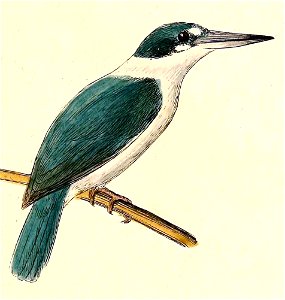Todiramphus chloris 1832