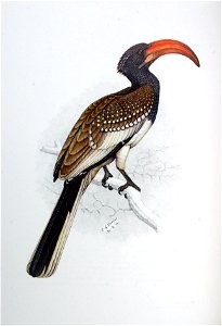 Tockus monteiri00a