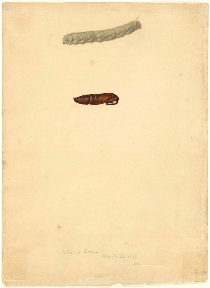 Tobacco worm, Honolulu, S.I., 1851, watercolour by James Gay Sawkins