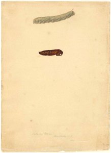Tobacco worm, Honolulu, S.I., 1851, watercolour by James Gay Sawkins