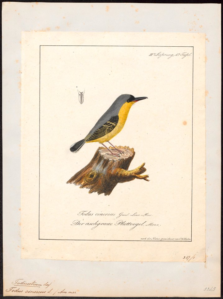 Todirostrum cinereum - 1700-1880 - Print - Iconographia Zoologica - Special Collections University of Amsterdam - UBA01 IZ16500257