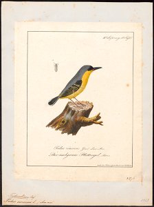 Todirostrum cinereum - 1700-1880 - Print - Iconographia Zoologica - Special Collections University of Amsterdam - UBA01 IZ16500257