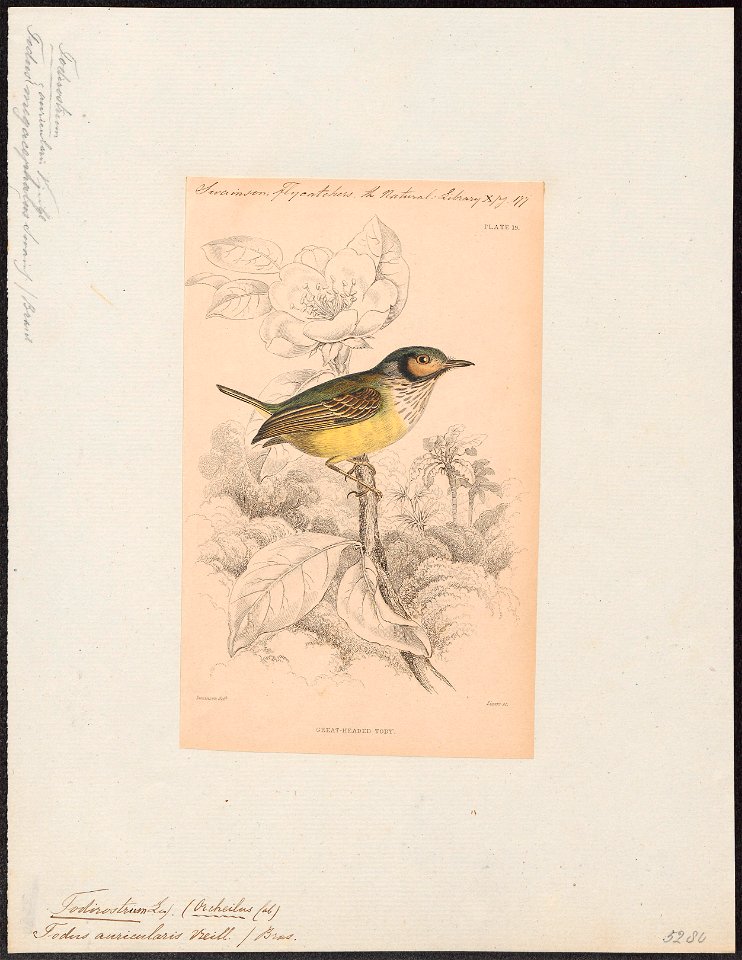 Todirostrum galeatum - 1838 - Print - Iconographia Zoologica - Special Collections University of Amsterdam - UBA01 IZ16500277