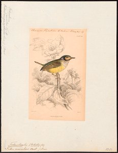 Todirostrum galeatum - 1838 - Print - Iconographia Zoologica - Special Collections University of Amsterdam - UBA01 IZ16500277