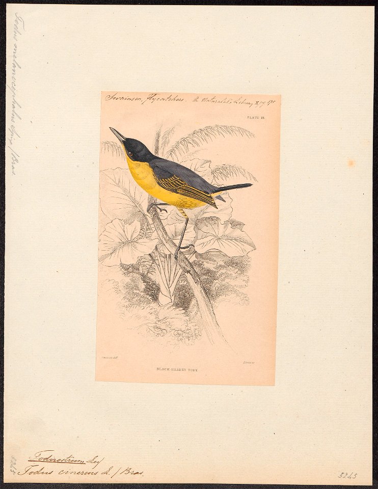 Todirostrum cinereum - 1838 - Print - Iconographia Zoologica - Special Collections University of Amsterdam - UBA01 IZ16500259