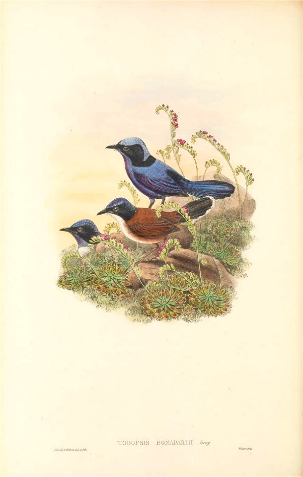 Todopsis bonapartii - The Birds of New Guinea