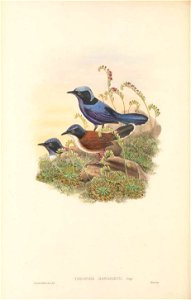 Todopsis bonapartii - The Birds of New Guinea. Free illustration for personal and commercial use.