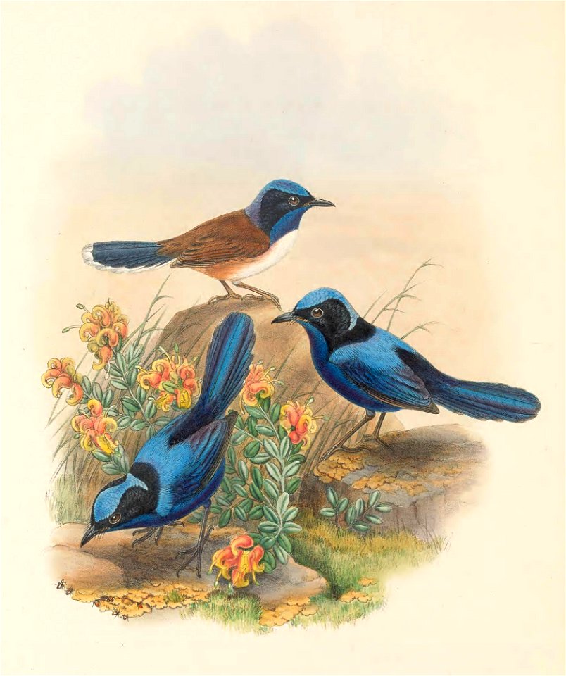 Todopsis cyanocephala - The Birds of New Guinea (cropped)