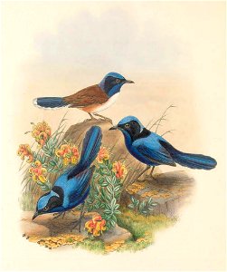 Todopsis cyanocephala - The Birds of New Guinea (cropped). Free illustration for personal and commercial use.