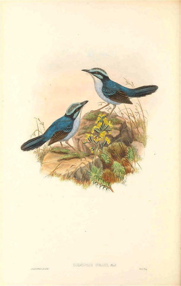 Todopsis grayi - The Birds of New Guinea