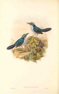 Todopsis grayi - The Birds of New Guinea