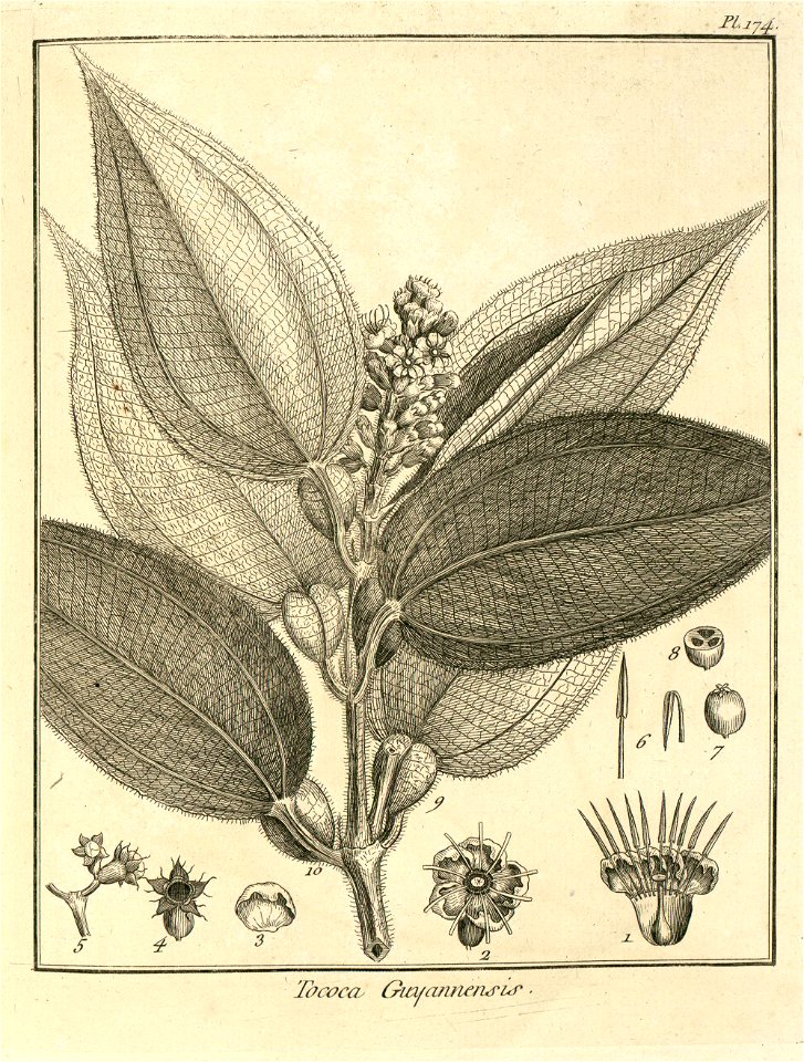 Tococa guianensis Aublet 1775 pl 174