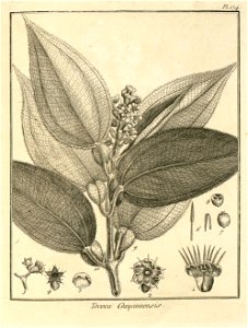 Tococa guianensis Aublet 1775 pl 174